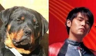 明星网红同款海洋动物,揭秘明星同款海洋动物风采