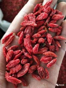 瓜州枸杞今日价格行情