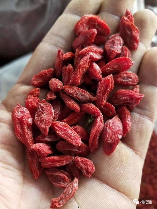 瓜州枸杞今日价格行情