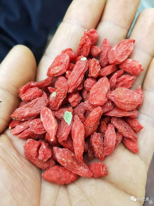 瓜州枸杞今日价格行情