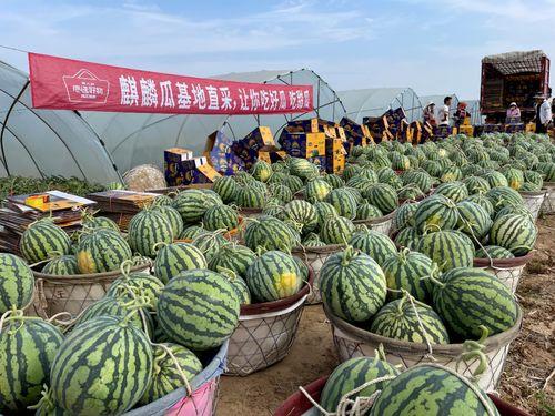 麒麟瓜山东今日多少钱一斤,多少钱一斤？