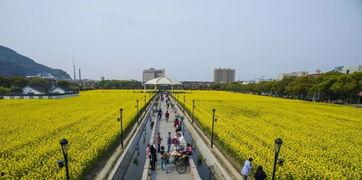 掌上瓜今日瓜沥