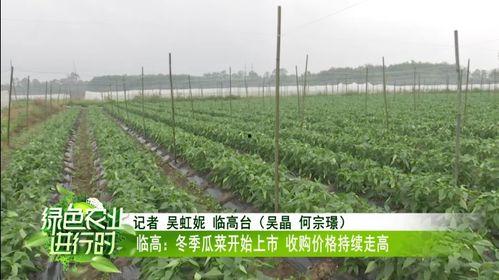 崖城今日瓜菜价格行情,新鲜实惠，市民抢购热潮