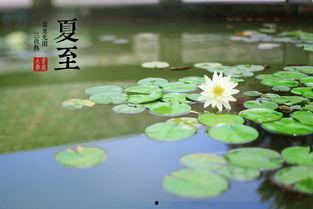 今日夏至吃瓜赏花的视频,瓜果飘香，花海绽放——共赏夏至美景