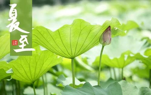 今日夏至吃瓜赏花的视频,瓜果飘香，花海绽放——共赏夏至美景