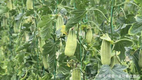 羊角蜜瓜价格今日行情