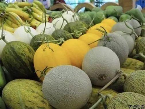 乐东哈密瓜今日市场价格,新鲜美味，价格走俏