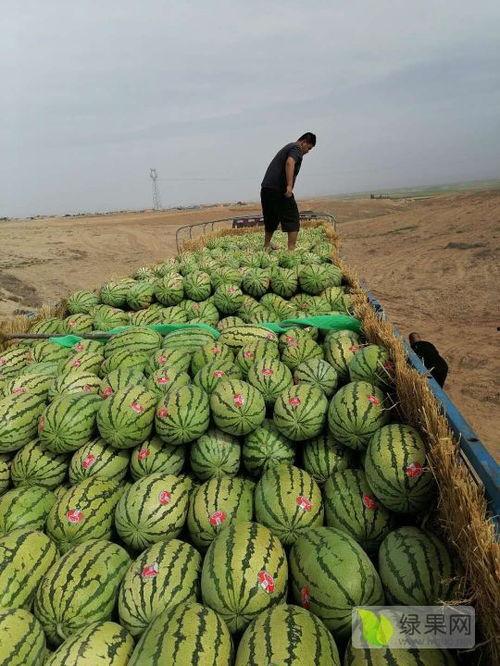 宁夏石头瓜今日价格,市场行情一览”