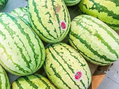 宁夏石头瓜今日价格,市场行情一览”