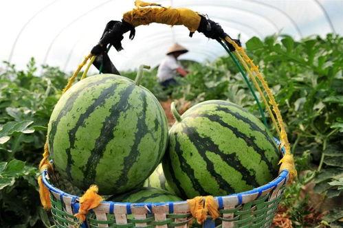 今日吃瓜在哪看,尽在指尖，揭秘热门事件直播平台
