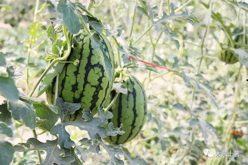 今日吃瓜每日大瓜网红,揭秘“吃瓜每日大瓜”背后的热门事件