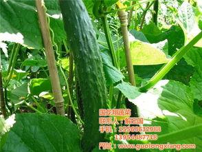 云南建水小瓜今日行情