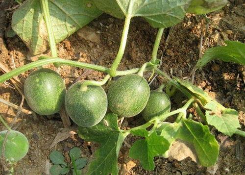 云南建水小瓜今日行情