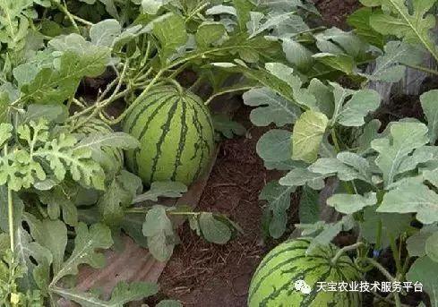 高瓜今日价格,今日行情一览”