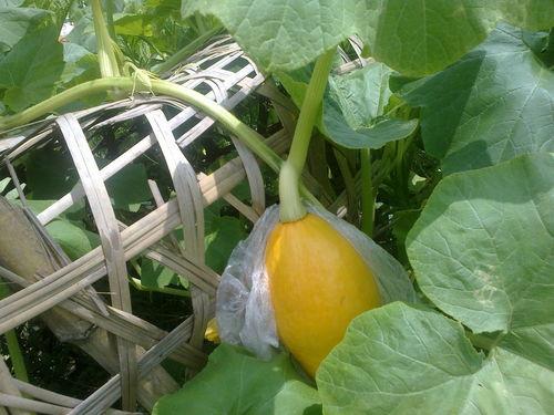 今日大家都在吃什么瓜,揭秘热门美食瓜的幕后故事