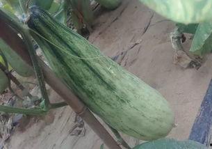 今日羊角酥瓜价格,市场波动下的甜蜜诱惑