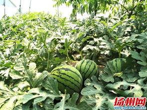 瓜姐今日吃瓜扬州