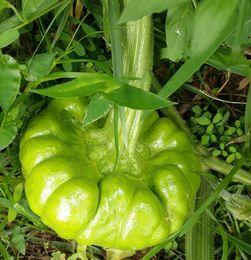 版纳姜柄瓜今日价格,市场行情实时解析