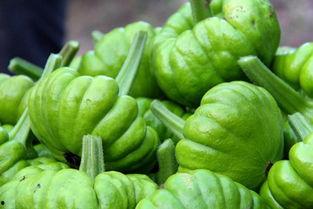 版纳姜柄瓜今日价格,市场行情实时解析