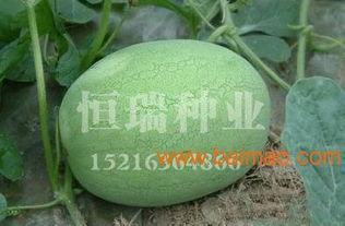 小凤瓜批发价今日价格,价格波动背后的市场动态”