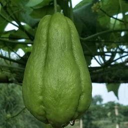 佛手瓜今日价格,市场波动下的新鲜动态