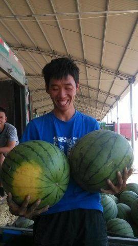 今日青州瓜价,今日瓜价行情一览”