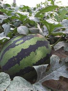今日青州瓜价,今日瓜价行情一览”