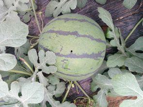 今日青州瓜价,今日瓜价行情一览”