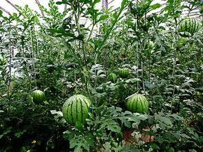 吊瓜今日价格行情,涨跌波动一览无遗