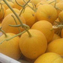 吊瓜今日价格行情,涨跌波动一览无遗