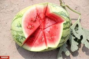 深圳今日头条卖瓜,卖瓜小贩的市井生活，一瓜一世界