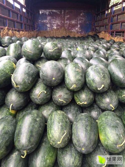 今日西乡塘毛瓜价