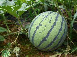 麒麟瓜价格今日行情多少钱一斤,价格波动一览