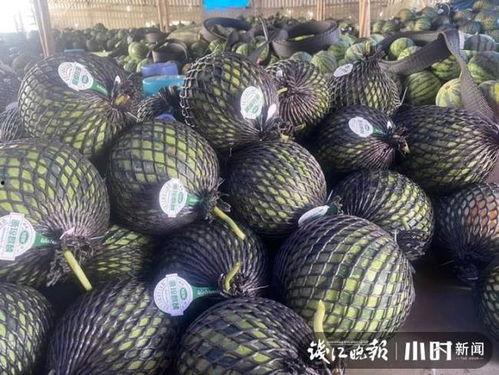 海南二瓜哈密瓜今日价格,价格行情一览