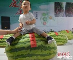 宜城瓜王今日新闻